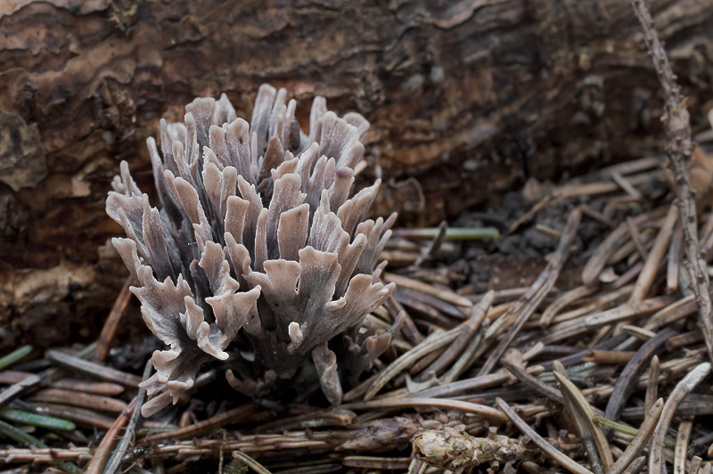 Thelephora palmata